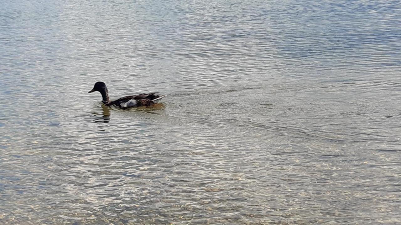 Wildente Am See Maishofen Dış mekan fotoğraf